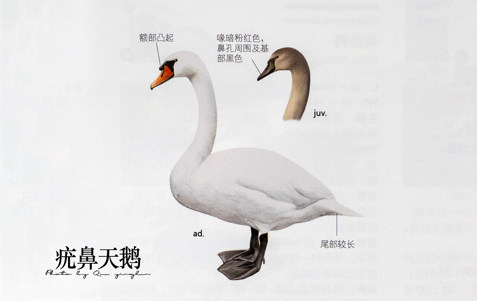 涓滄睙鎻借儨,涓滄睙鎻借儨楦熺被