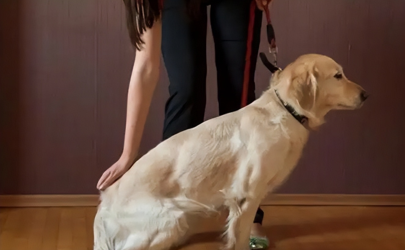 狗狗跳起来扑主人是什么意思,狗狗兴奋扑人要怎么让它冷静