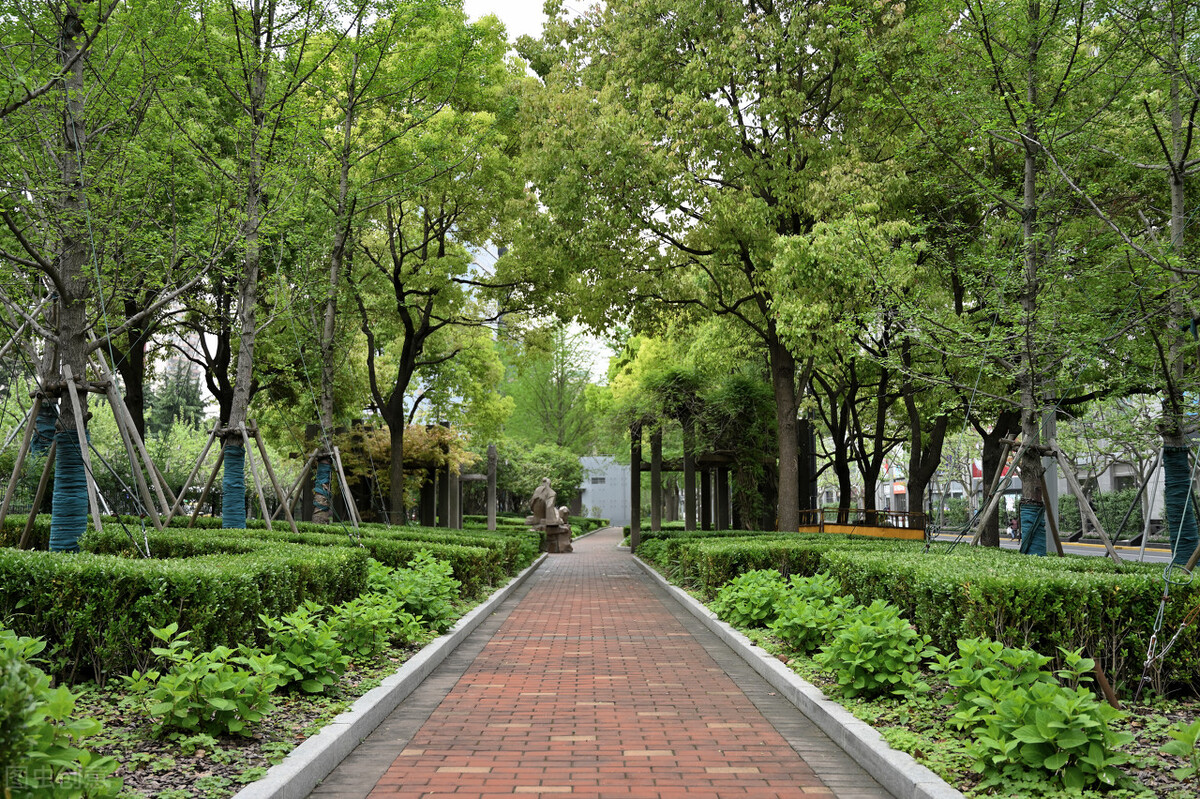 上海附近的森林秘境,上海惊现的森林秘境