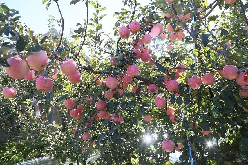 苹果根腐病不要慌，一文了解发生的原因及防治方法！