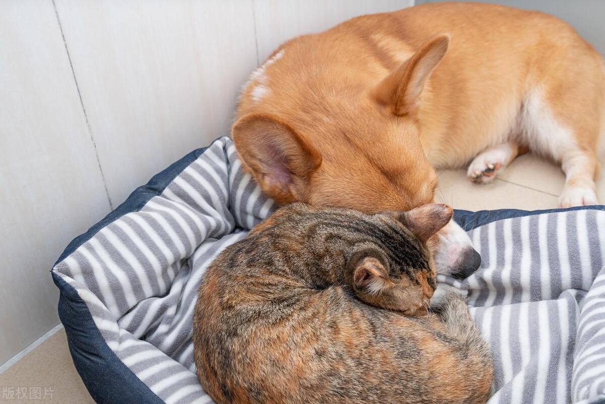 狗好养吗,狗好养还是男孩好养