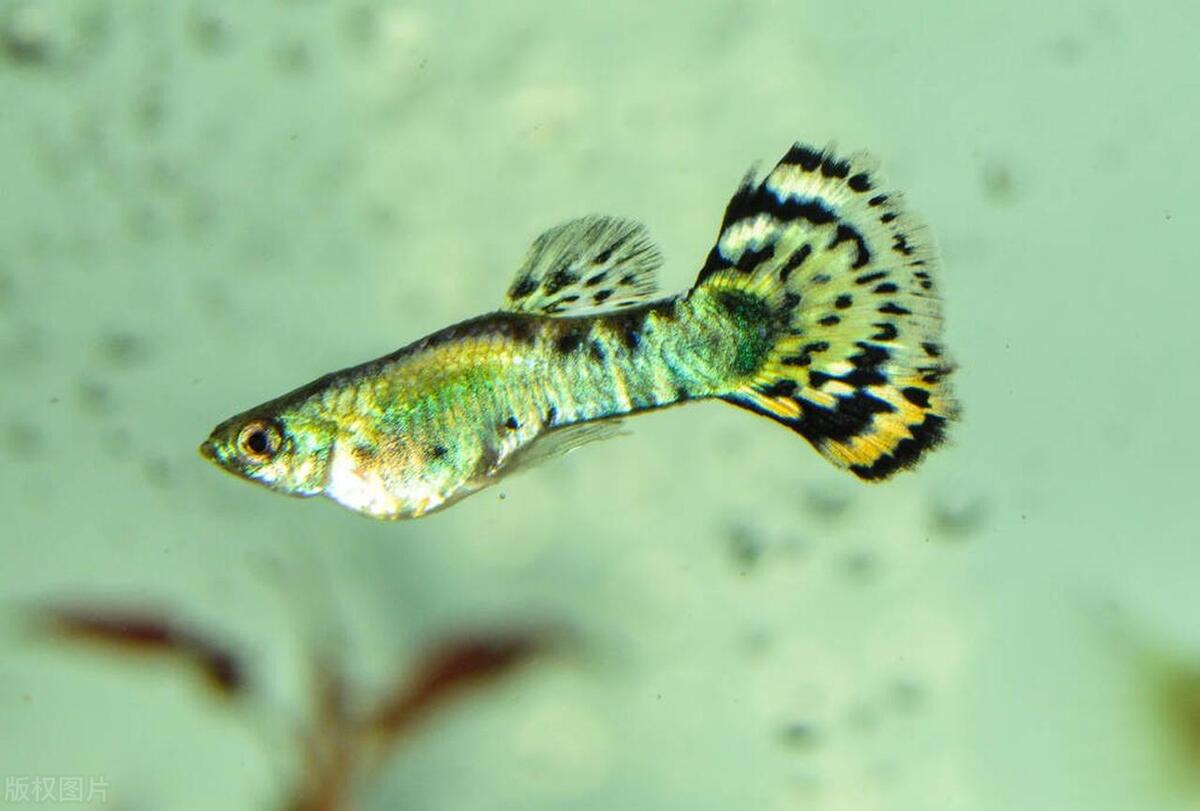 解析喂食孔雀鱼的五种食物,孔雀鱼喂食食物沉底怎么办