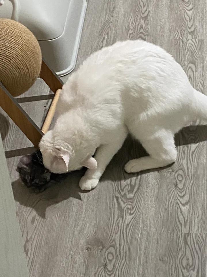 大猫总是咬主人怎么办,大猫老是咬新带回来的小猫怎么办