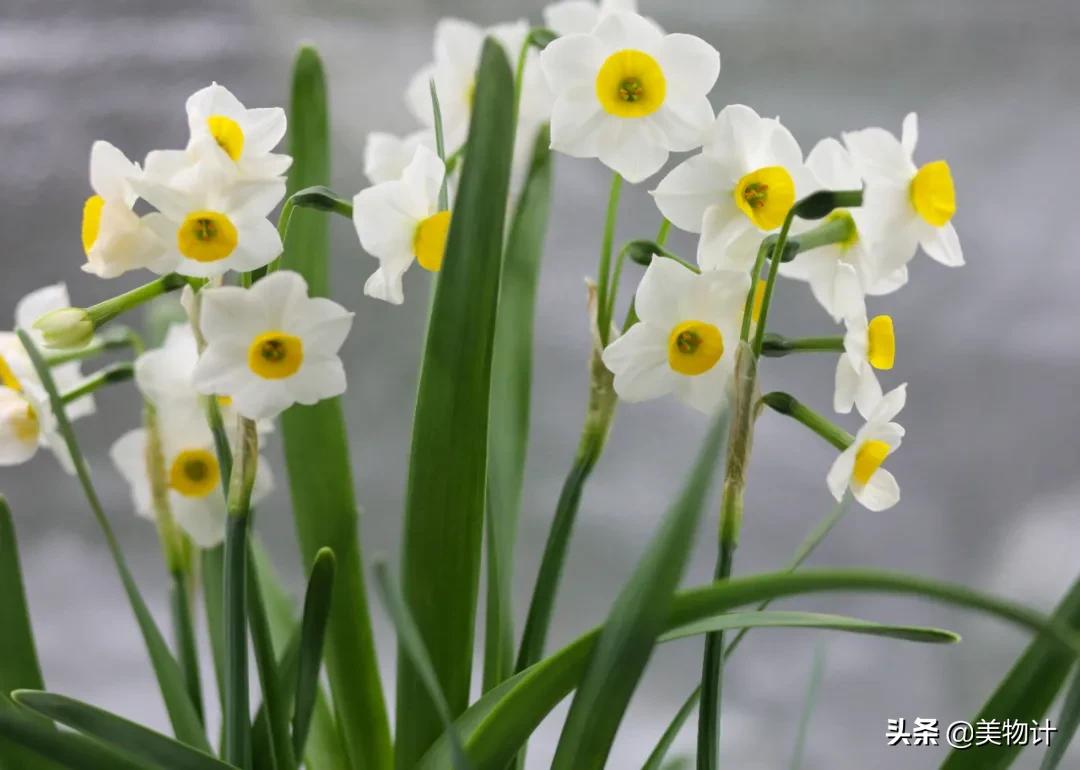 迎春花是不是在春天开放,春天真的要来了迎春花开了