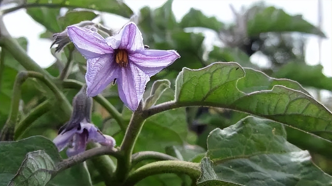 茄子的美味，给肉不换