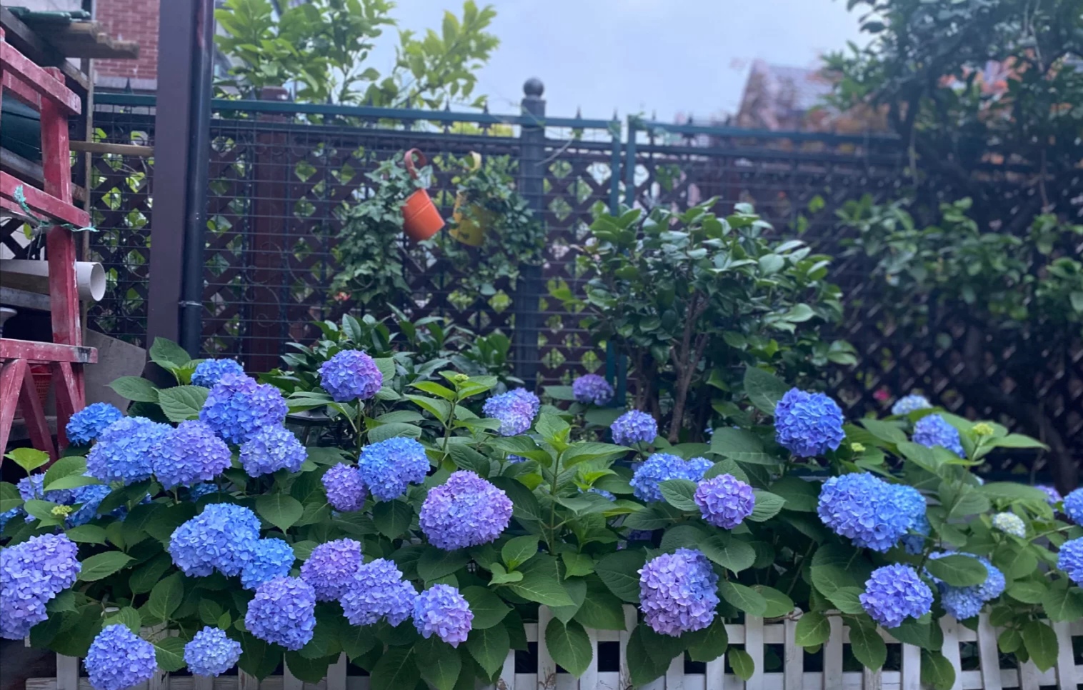 春天种的花花草草,9种花掐根枝就能活不用管就爆盆