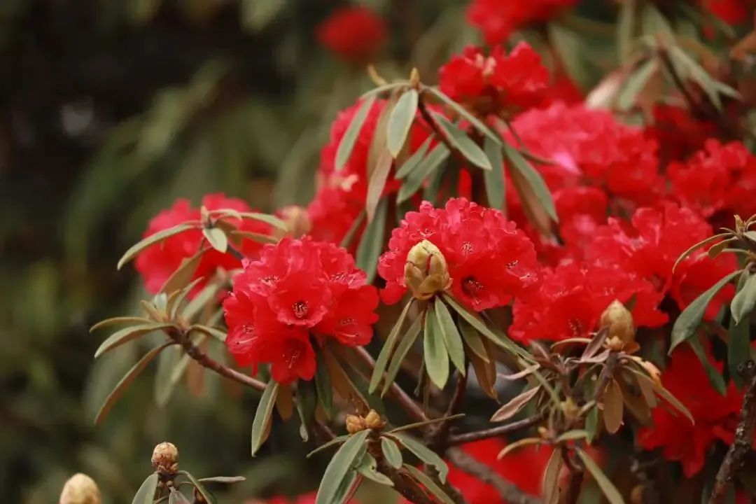 【轿子山文化旅游节】云南·禄劝2023年轿子山文化旅游节最全攻略来啦（图文版）！