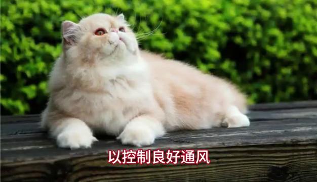 养猫怎么避免细菌感染,上呼吸道经常感染适合养猫猫吗