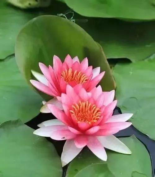 荷花散文朱自清,荷花散文朗读视频