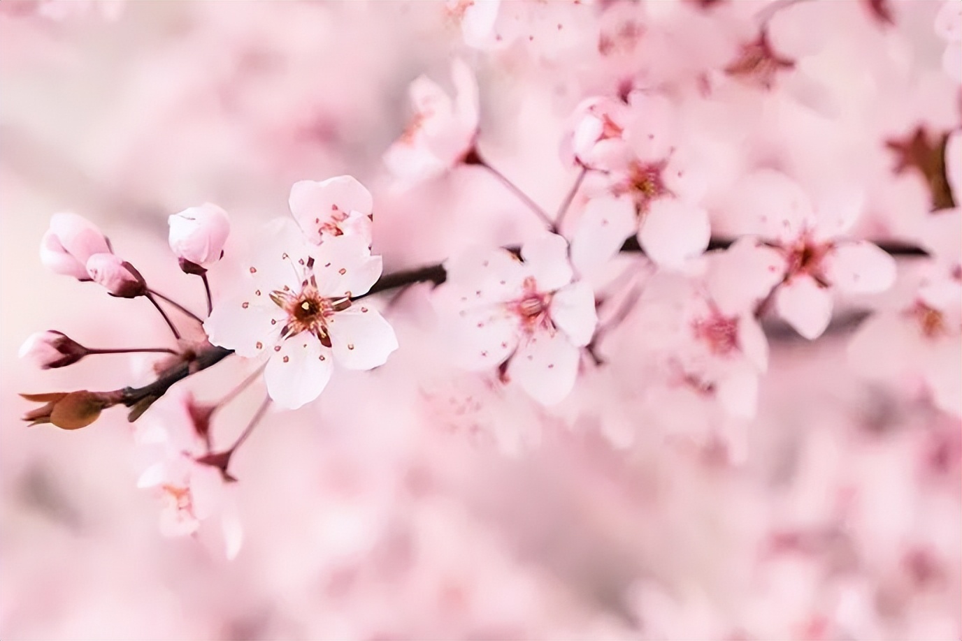 100首春天唯美经典诗词,春天花开的唯美句子古诗词