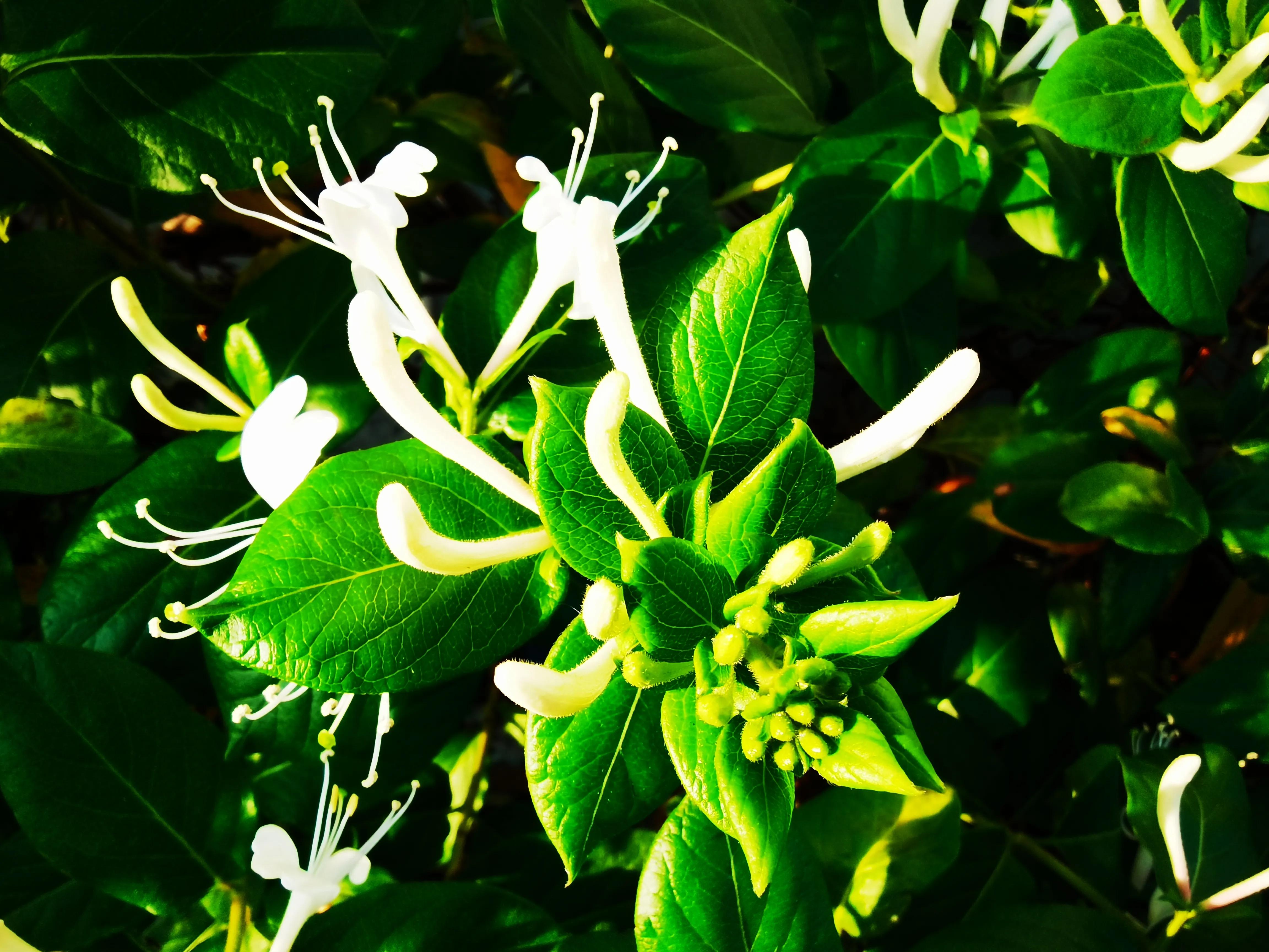 名副其实的花茶,名副其实的乌梅干