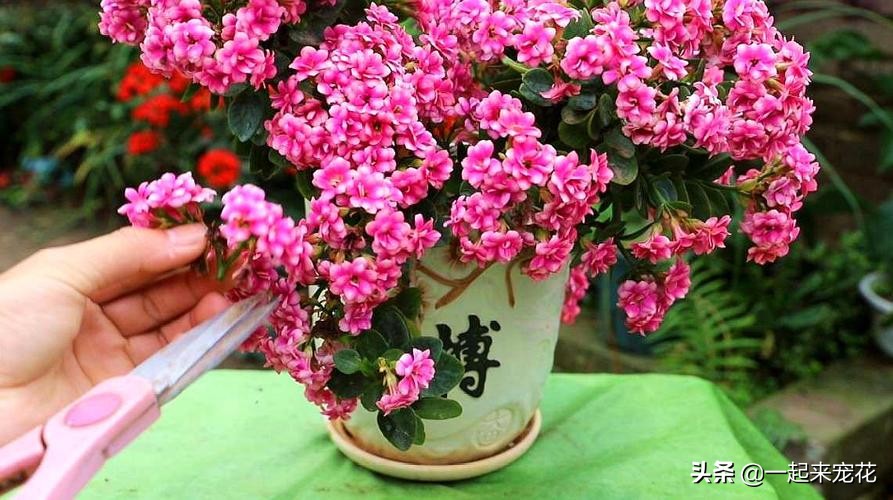 夏天好养的花适合一年四季养,夏天养4种花耐热耐晒开花多又勤