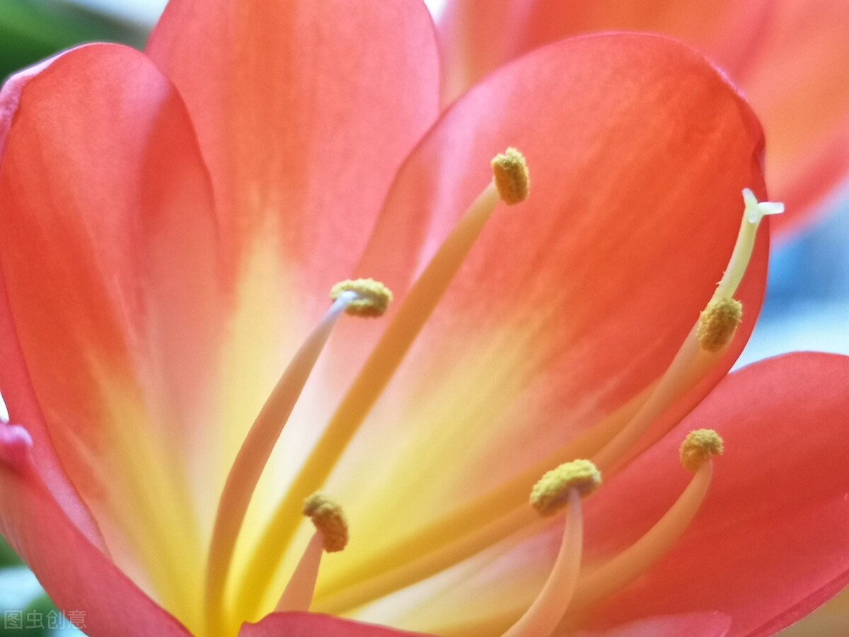 每天认识一种君子兰,君子兰彩兰植料