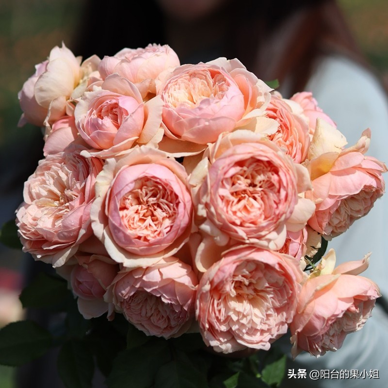 推荐几种值得入手的月季,盘点又好看又容易种的花