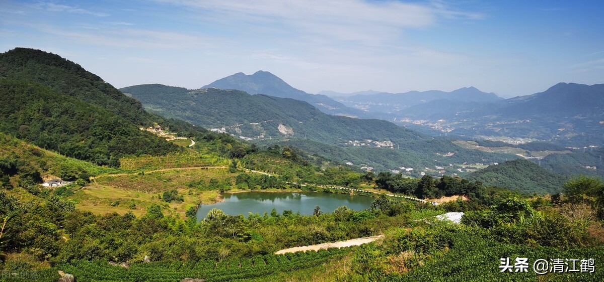 如何挑选小青柑茶叶的好坏视频,青茶的代表茶类有哪些