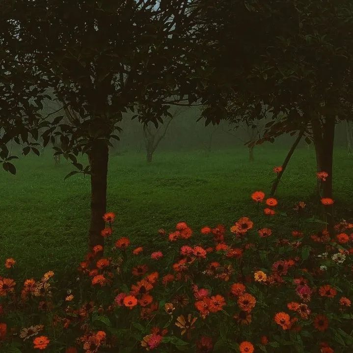 背景图ins风鲜花,ins复古黑色鲜花壁纸