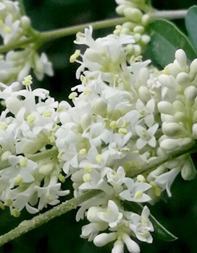 女贞有毒吗,大叶女贞又叫火炮树