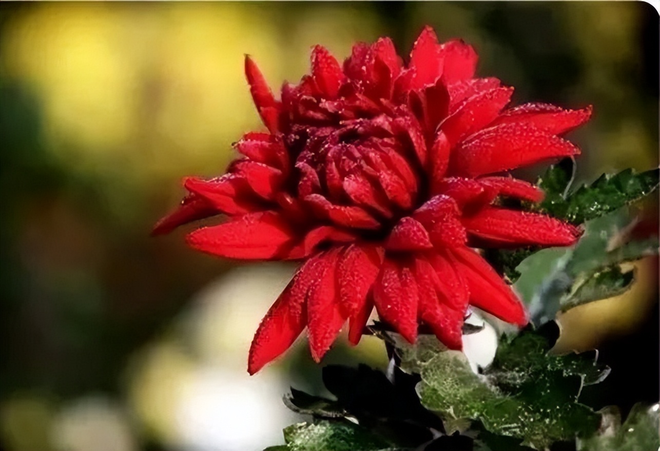 秋花诗词50首,金秋秋菊50种名菊