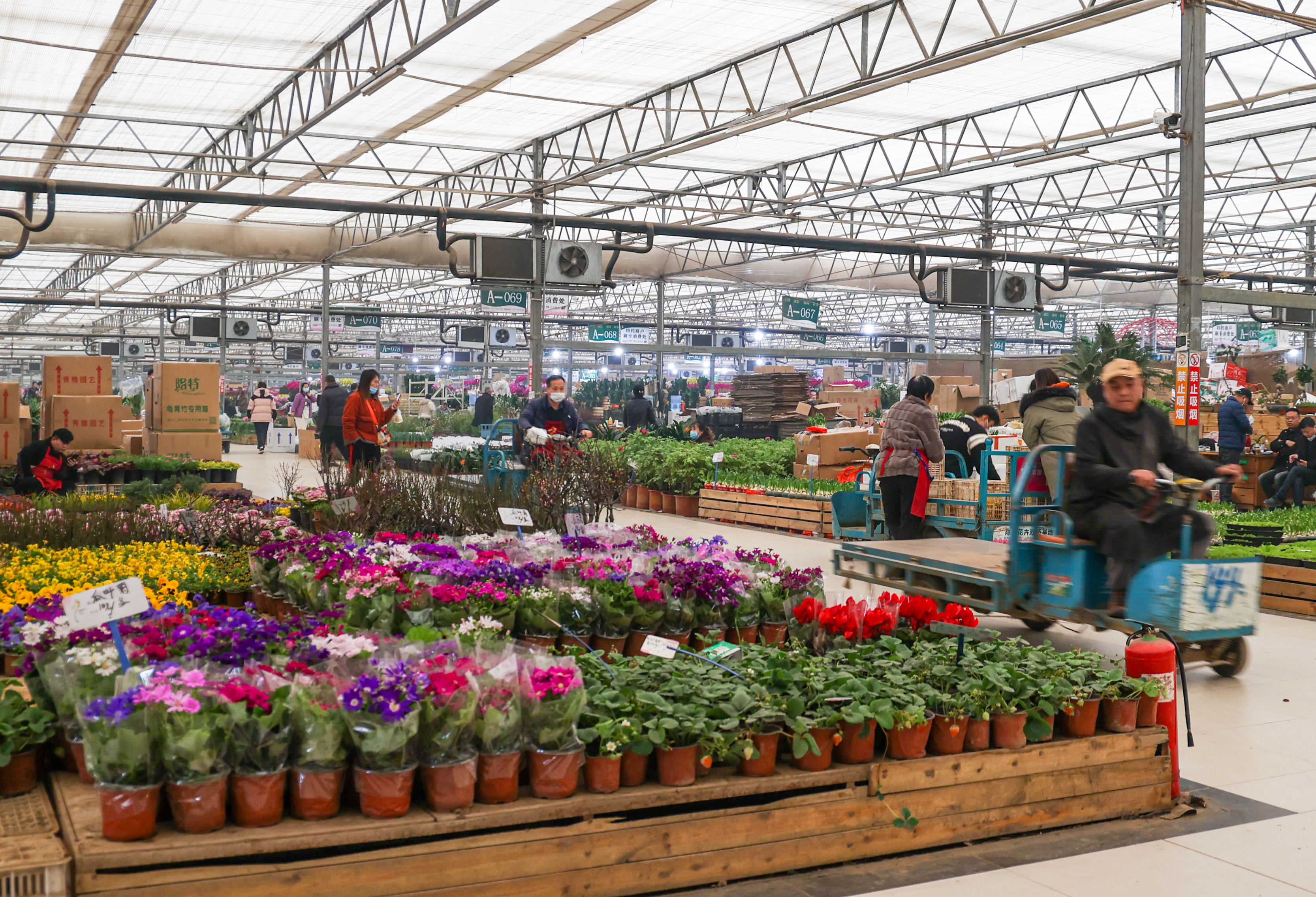 今日花卉市场价格郑州,郑州花卉市场年宵花
