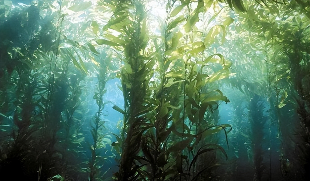 海藻生物有机肥全易货,恒泰海洋生物科技有限公司