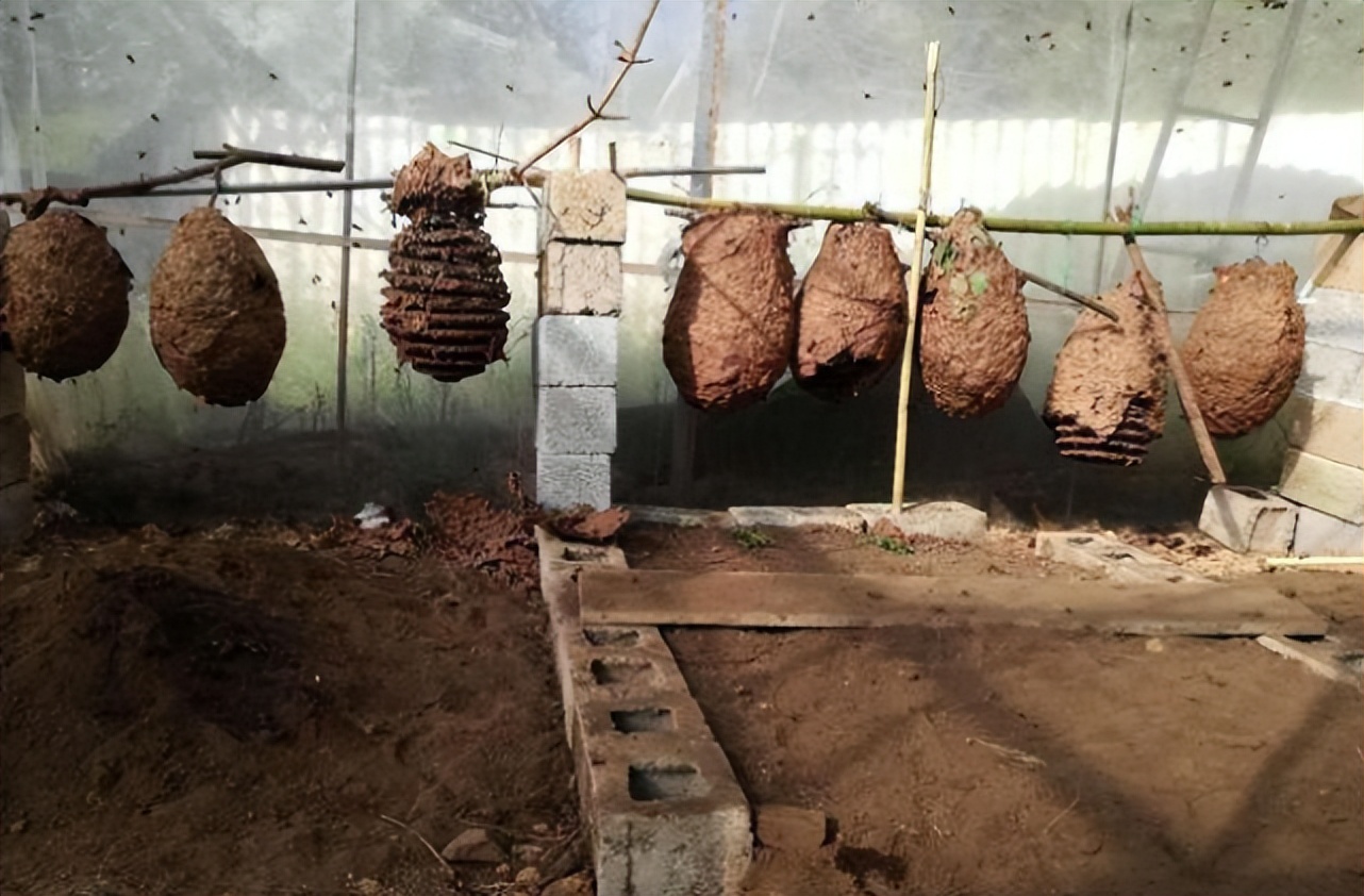 马蜂金环胡蜂vs杀人蜂,杀人蜂和胡蜂哪个更危险