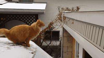 成功学大师被捕,成功学大师被捕现场