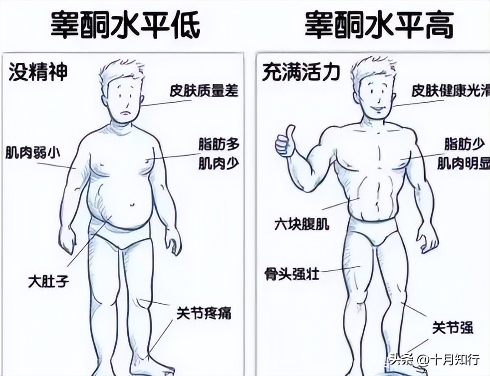 睾酮素低为什么要促睾,促睾酮对身体有什么影响