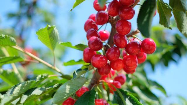 樱桃和车厘子有哪些区别,樱桃与车厘子之间的区别