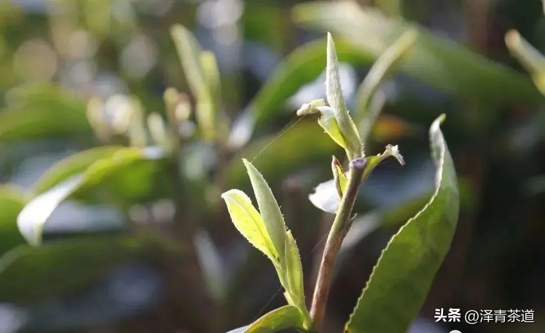 谷雨时节来杯谷雨茶,过了谷雨的茶有什么区别