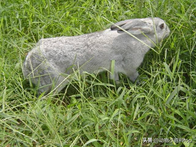 大白兔产品排行榜,排名第一肉兔品种