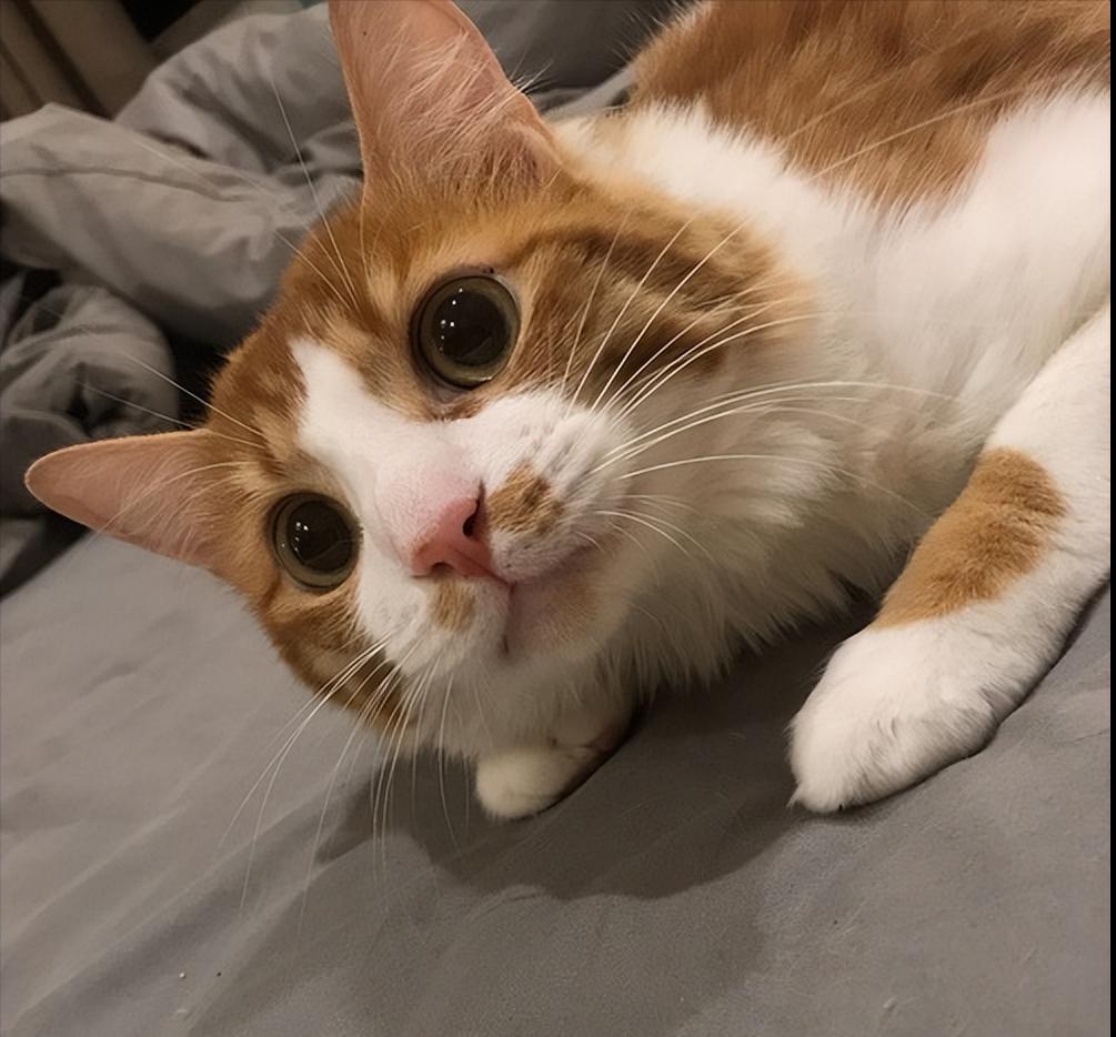 再生气也不能打猫的四个部位,再生气也别打猫的四个部位