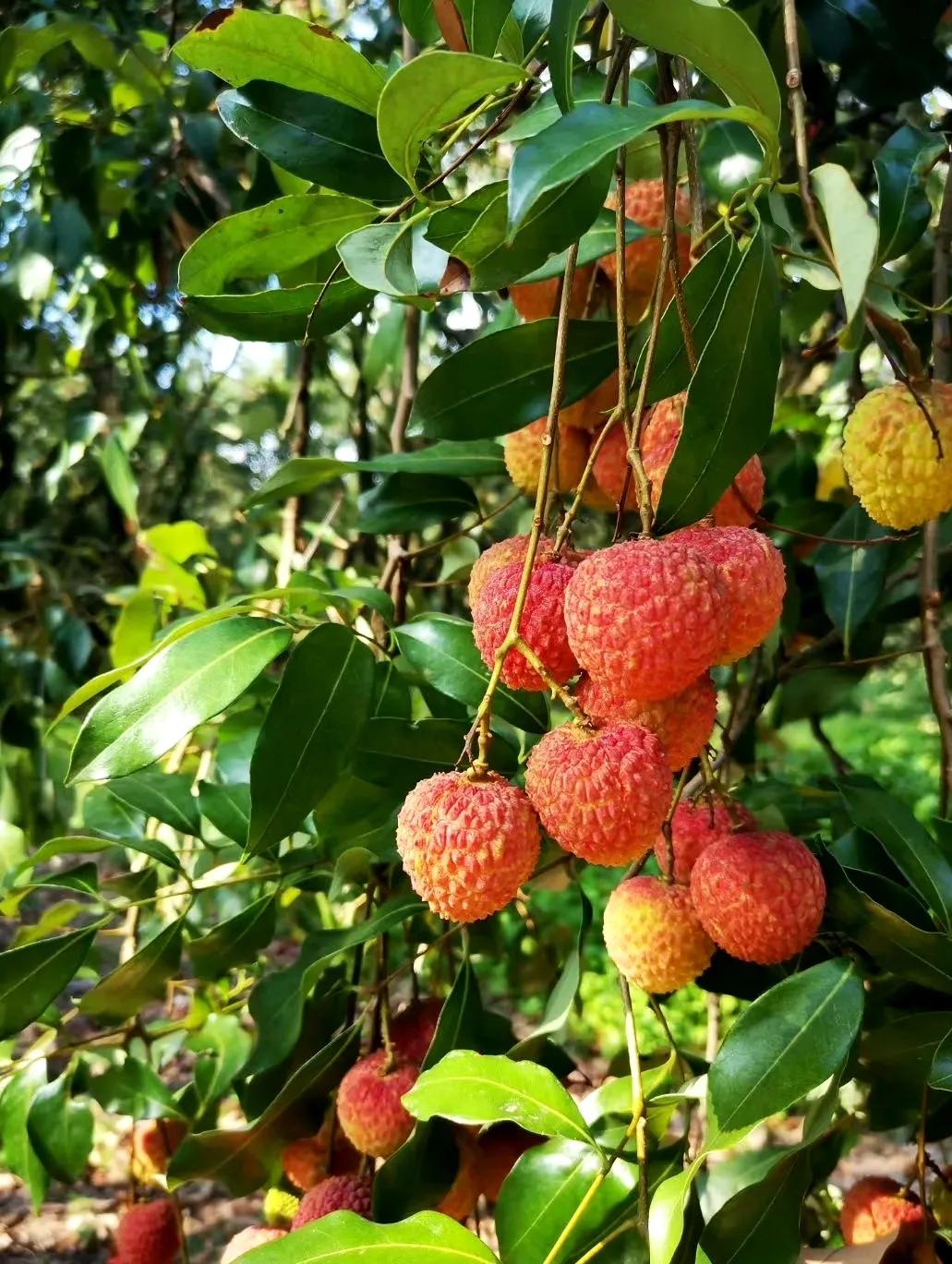 “水晶细嚼甜于蜜,满口生香玉露漙”,夏日里的荔枝又鲜又红又甜