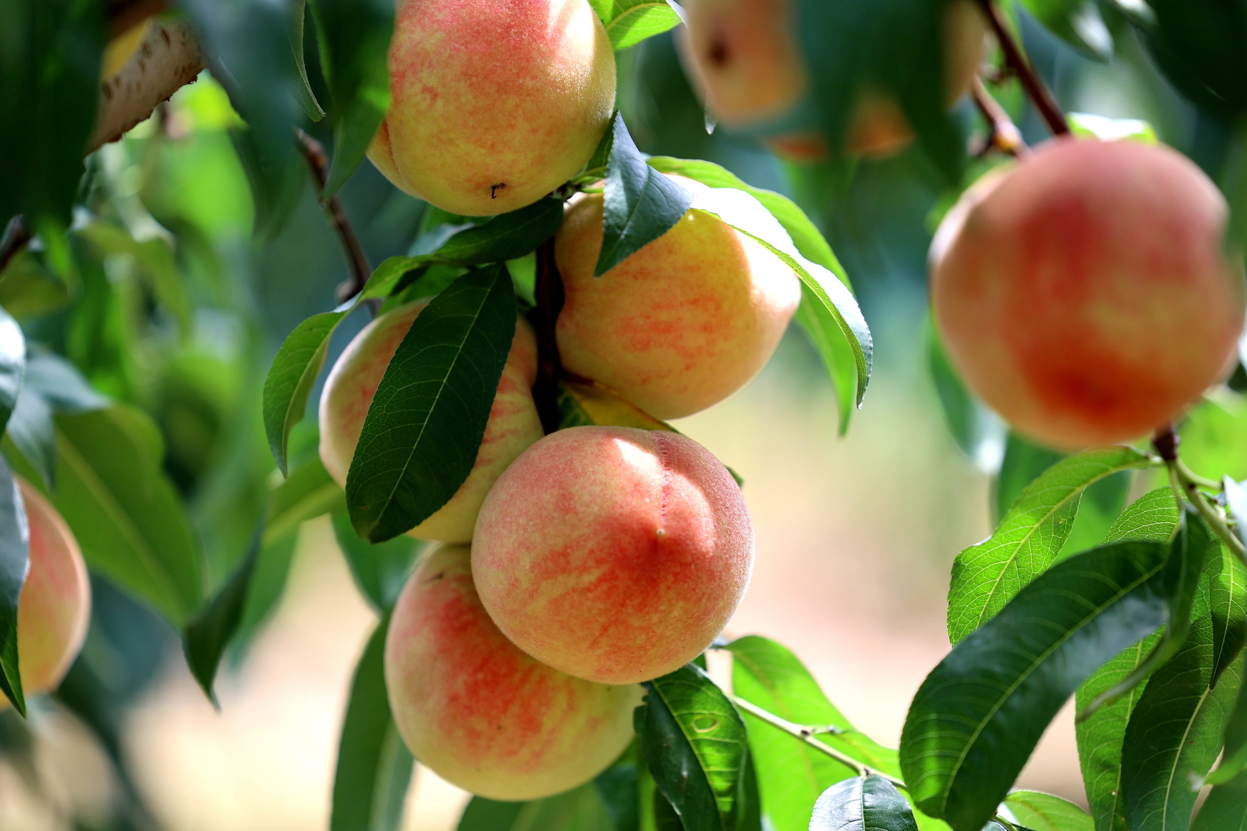 春有桃花源艺术节，夏有蜜桃采摘季，蜜桃成徐村乡村振兴新名片