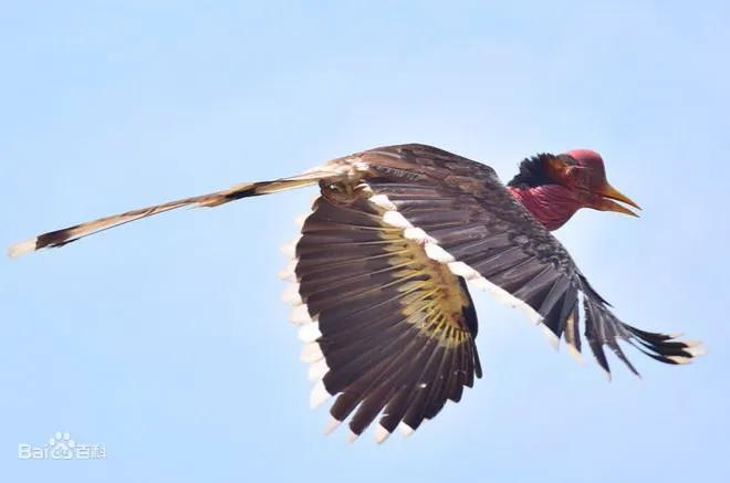 “飞来横祸”，女子买盔犀鸟吊坠获刑10年，对我们有何警示？