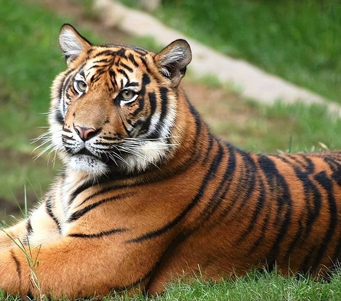 战斗之王：老虎的无敌战力，让人叹为观止！