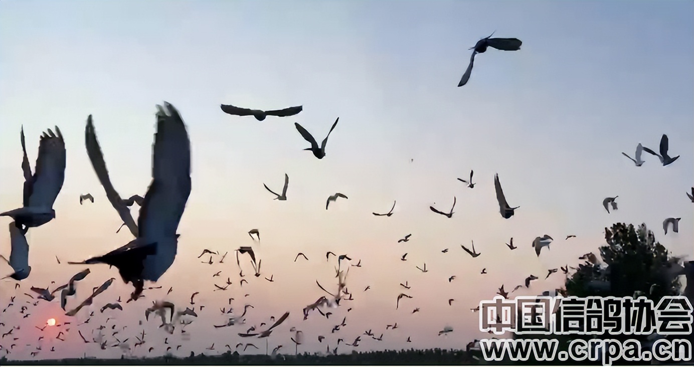 联翔2023夏季赛程,2020年国家赛信鸽1000公里联翔