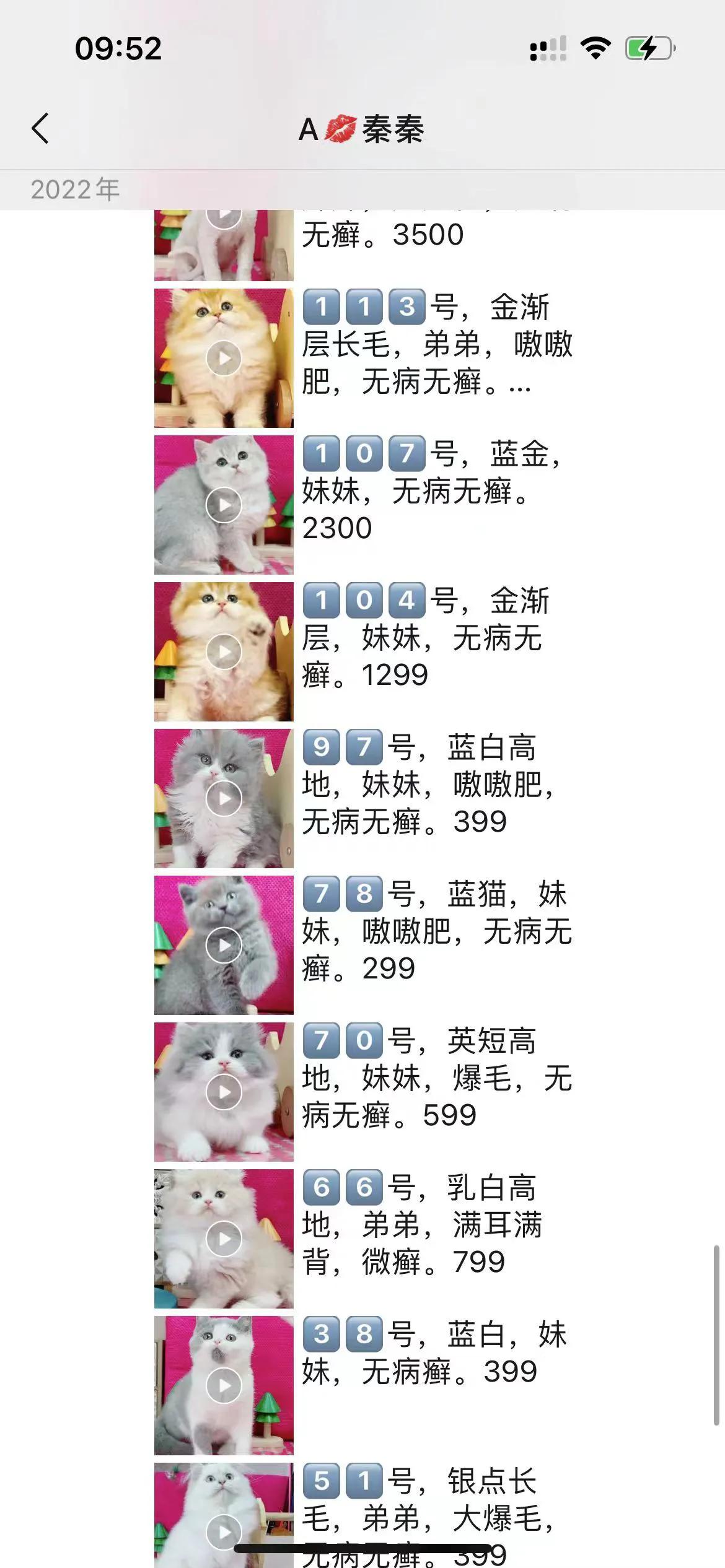 新手想养猫到底是领养还是购买,想养猫咪买什么样的