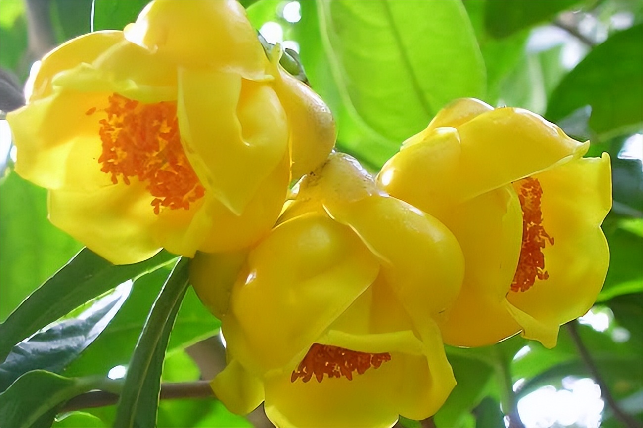 金花茶具有六大器官吗,金花茶属于什么属性