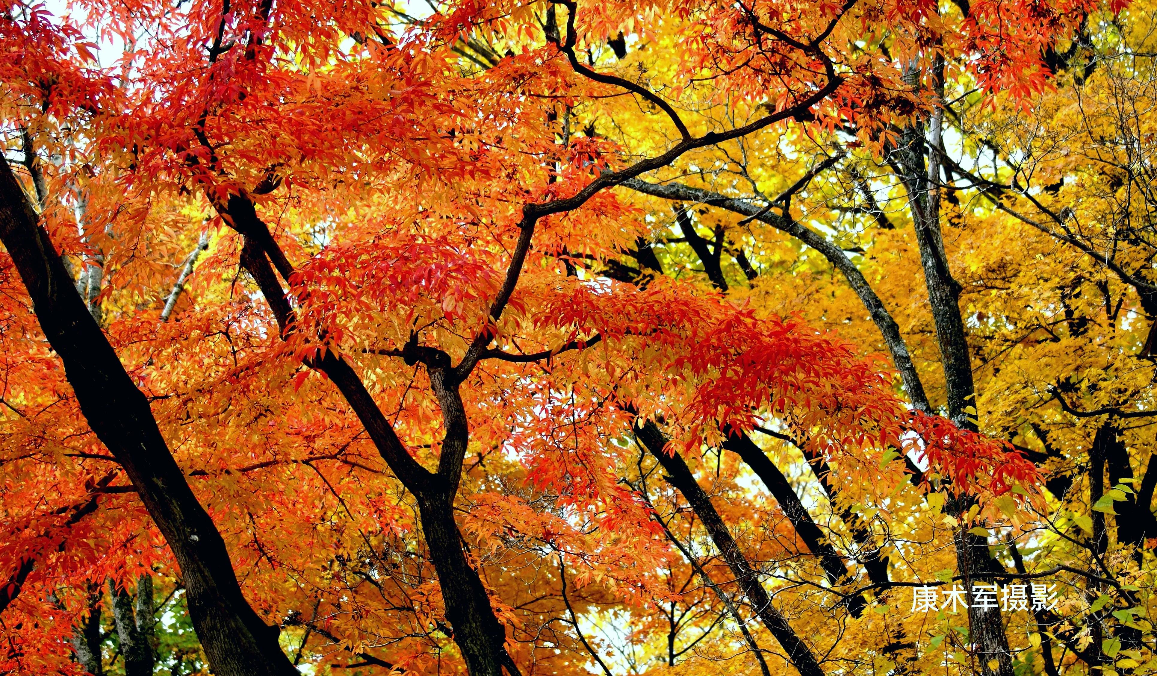 康术军话题:层次的“高低”与划分