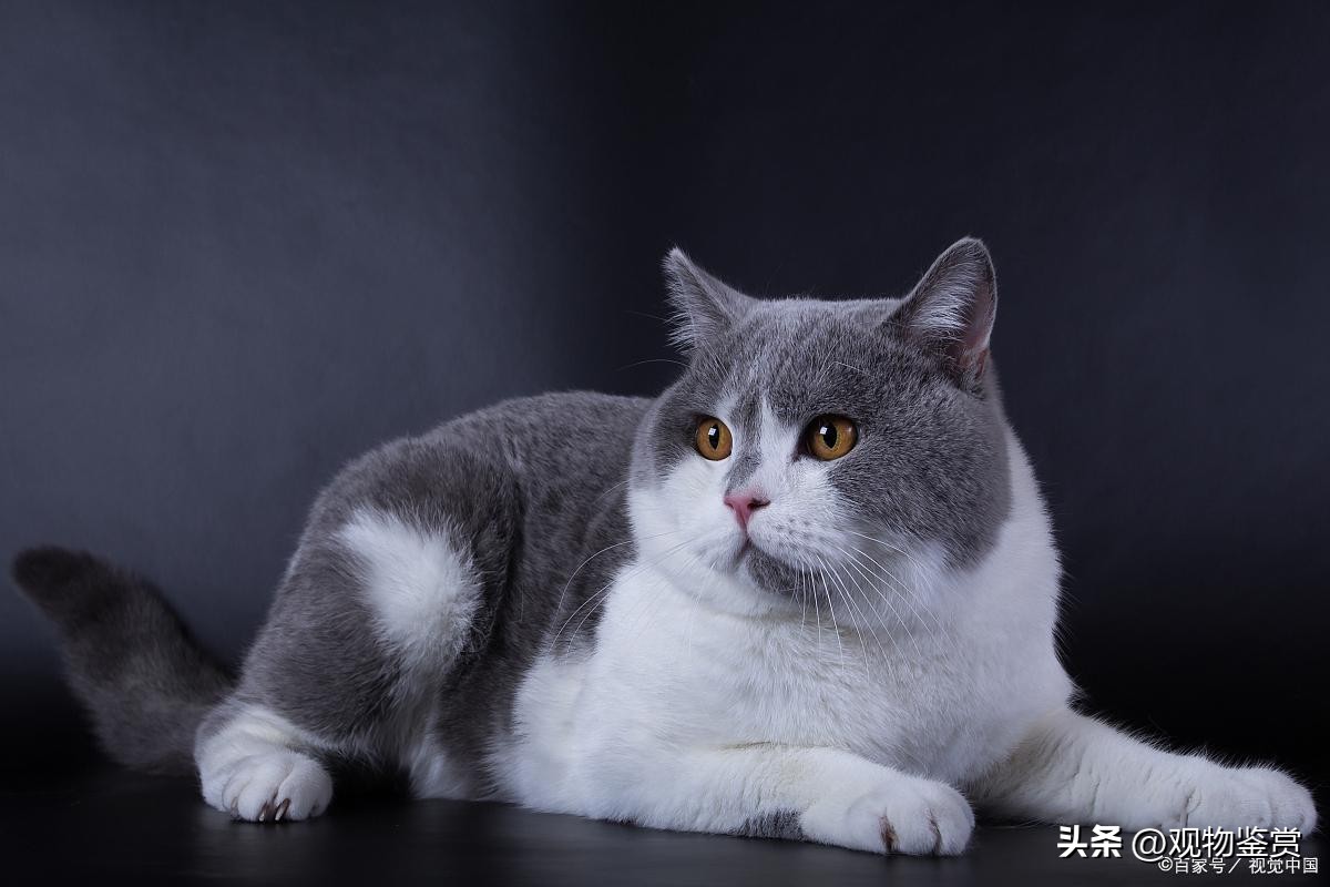 缅因猫多少钱一只英短蓝猫,缅因猫无毛猫豹猫哪个好养