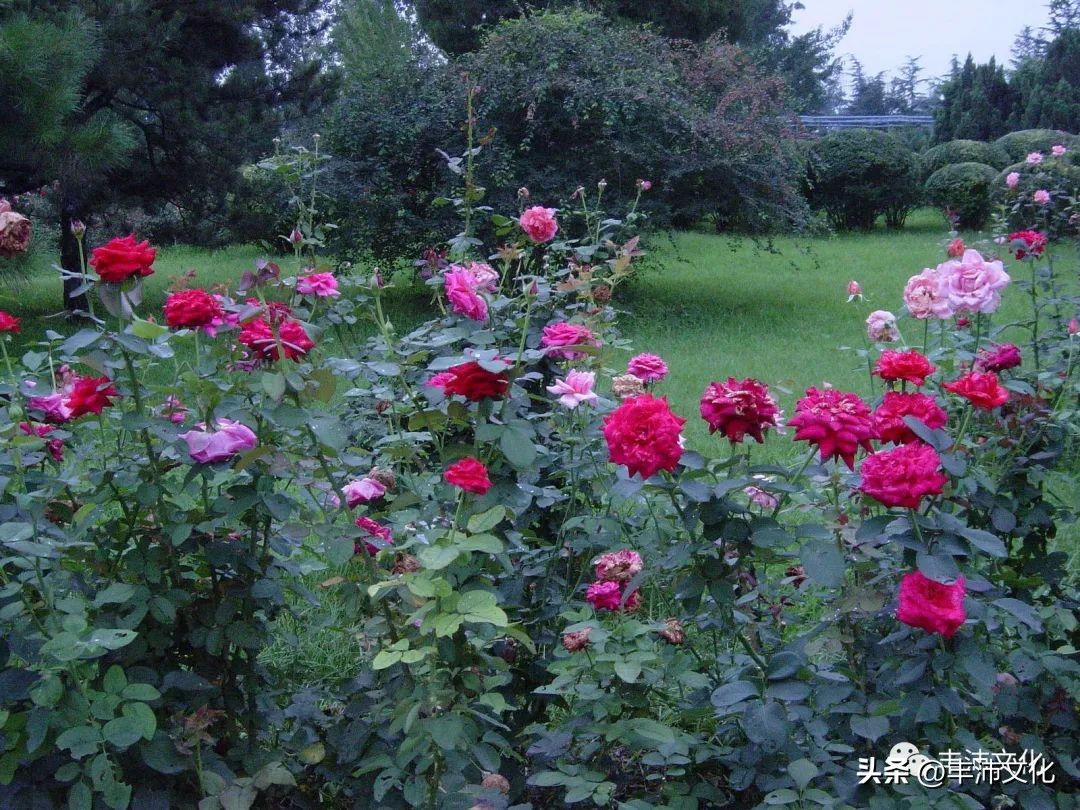 古代丰县在哪里,丰县有哪些历史