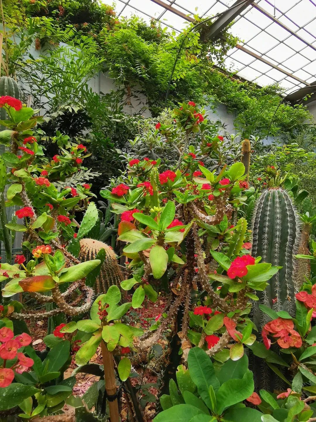 北京植物园的赏花的最好时节,西山秘境惊艳北京的植物