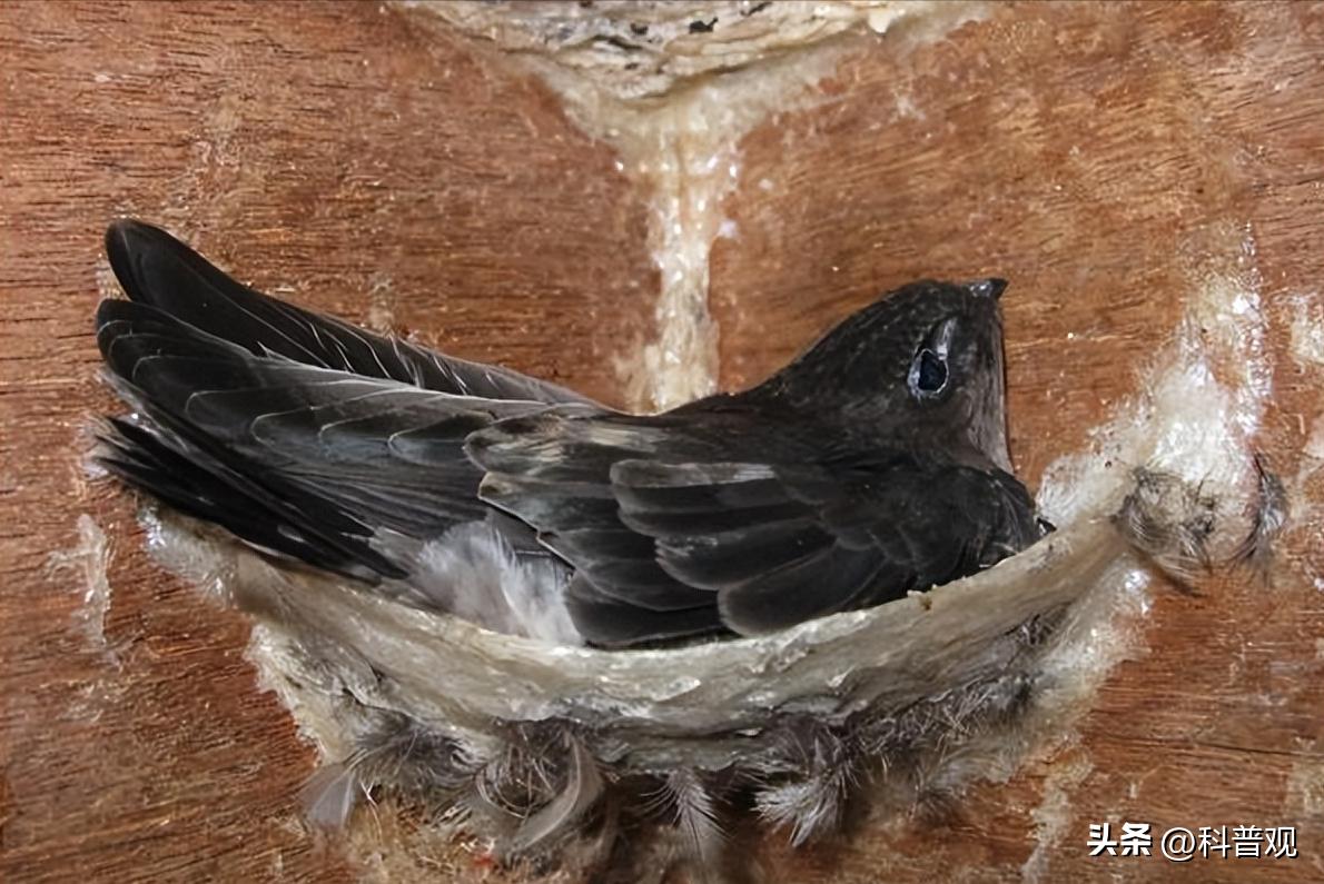 燕窝一千多怎么样,燕窝怎么加工出来的