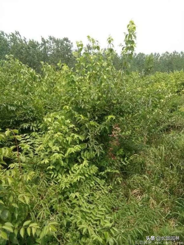 上海优质金银木价格,金银木价格一览表