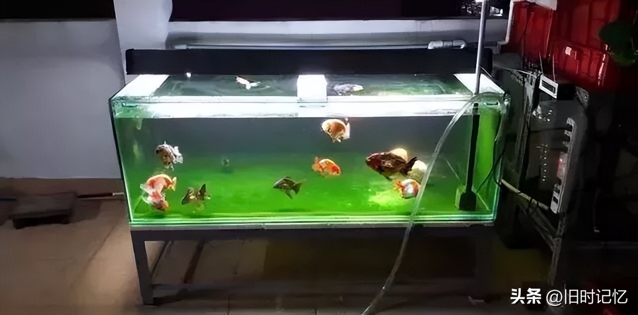 蝶尾金鱼怎么养,泰狮金鱼怎么养