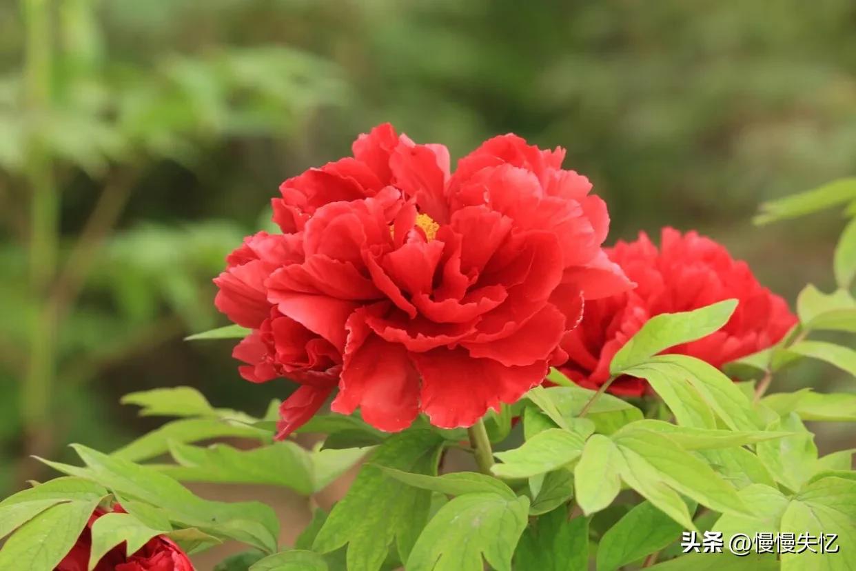 历代咏牡丹花诗词大全,关于牡丹花的古诗刘禹锡