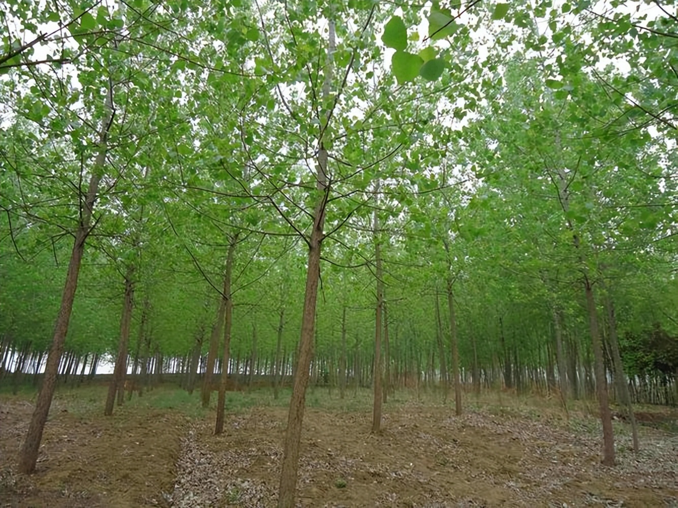 速生林有什么危害,速生苗木是不是骗人的