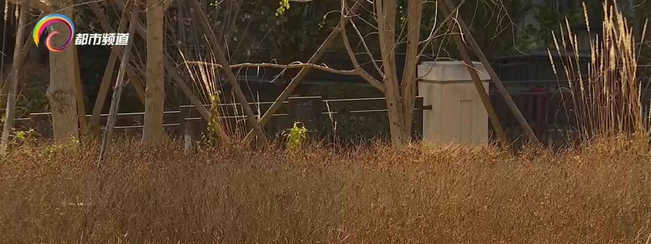 太可惜！春天来了还没发芽，大部分都是枯枝！