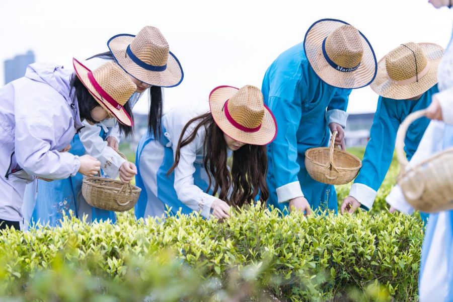 探索东方头茶的密码，沪枫茶园海尔冰箱冷柜开采节正式启动