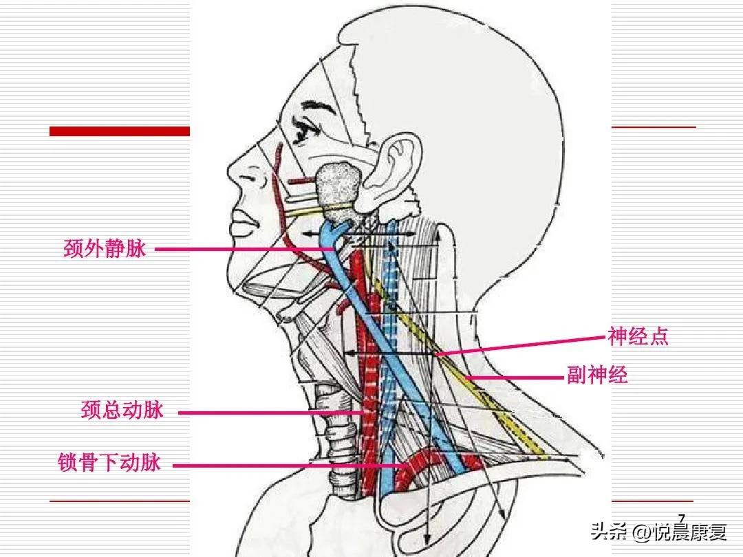 副神经的解剖功能,副神经解剖